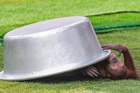A monkey at Assam State Zoo